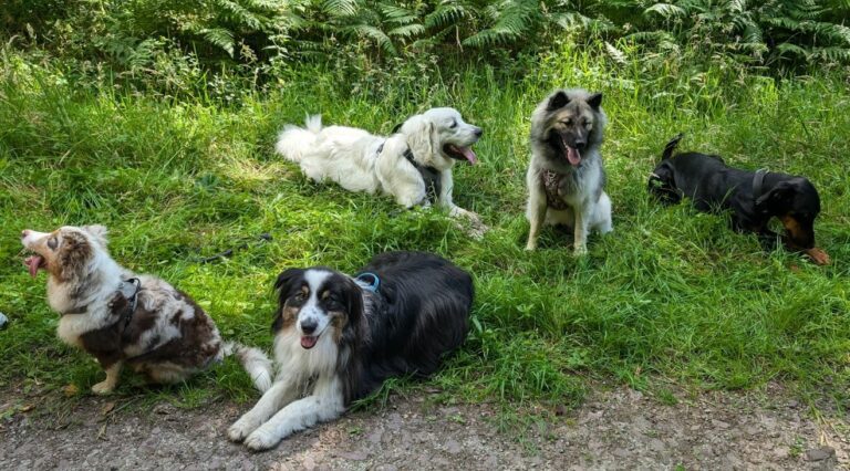 Cours collectif chiens