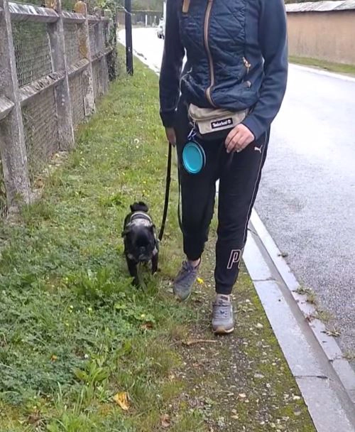 Marche en laisse à Elbeuf