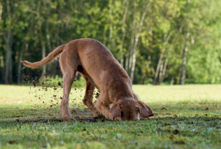 chien creuse dans le jardin