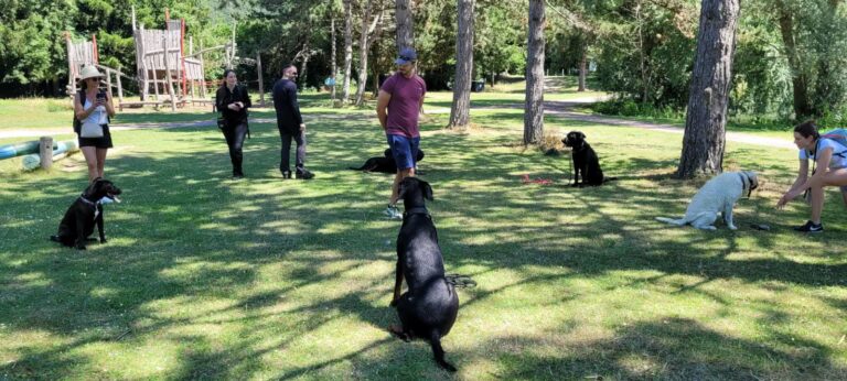 Séance education canine