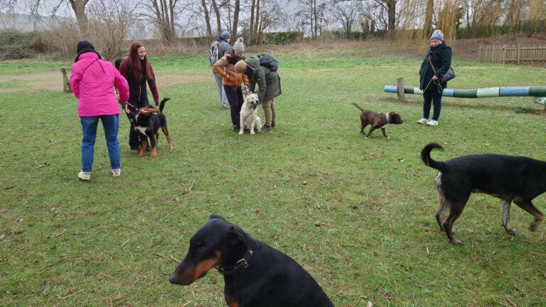 Cours collectif d'éducation canine