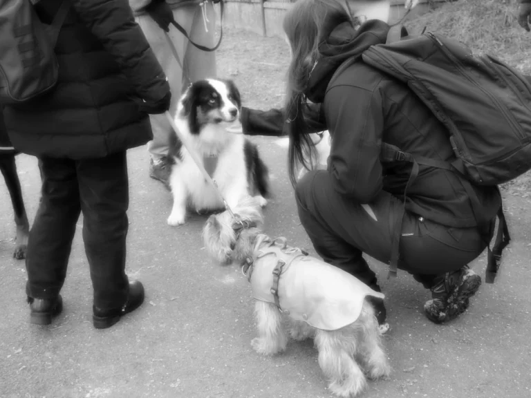 séances d'éducation canine à Tourville la Campagne