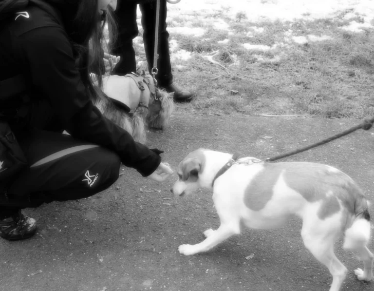 séances d'éducation canine à Tourville la Campagne1