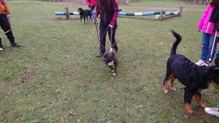 séances d'éducation canine à Val De Reuil