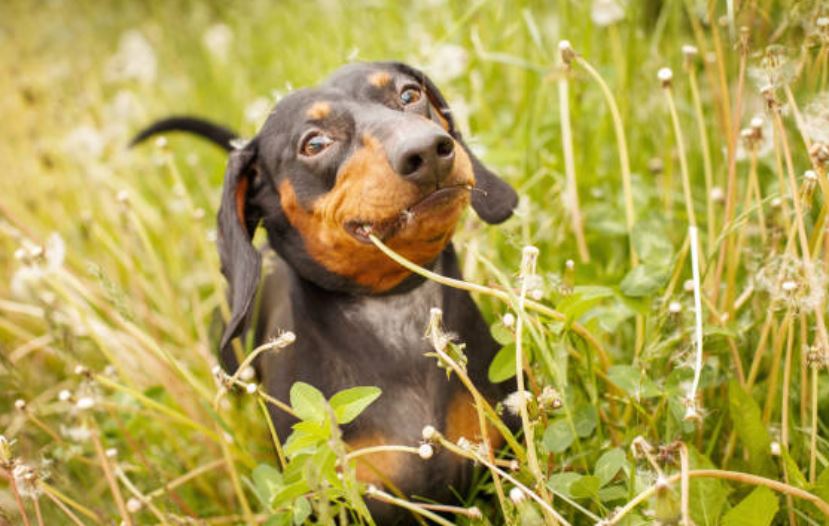 Chien mange herbe