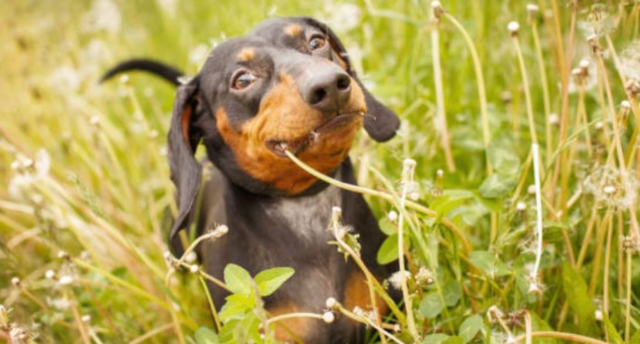 Chien mange herbe