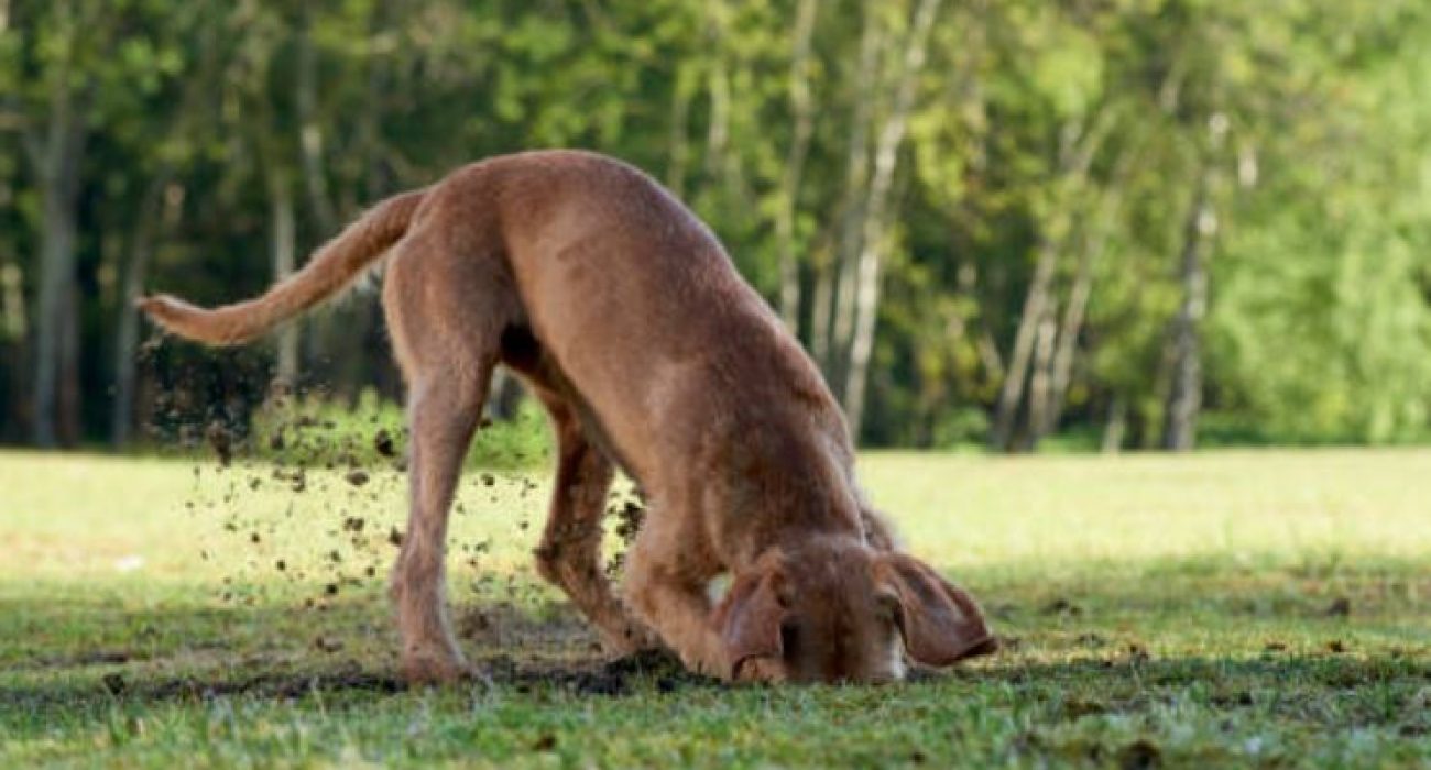 chien creuse dans le jardin